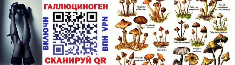 Галлюциногенные грибы Cubensis  Купить закладки  Сусуман 